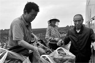 　　7月31日，灵台县上良镇荣旺村群众正在采收大棚辣椒。
　　今年，灵台县按照“特色化、市场化、规模化、产业化”发展思路和“一乡一品、适度集中、规模发展”的原则，积极推广粮菜循环、两年三茬新模式，蔬菜产业已成为当地群众增收致富的主要渠道之一。
　　
　　 本报记者 朱强 摄
