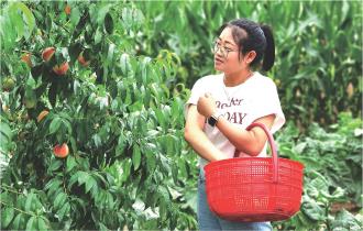 时下正值水蜜桃成熟的季节,泾川县玉都镇的水蜜桃也进入成熟期,开始陆续上市。 近年来,玉都镇坚持党建引领,因地制宜大力推广绿色种养模式,培育水蜜桃等特色水果产业,通过党员志愿服务队宣传推广、游客发朋友圈集赞等多形式拓宽销售渠道,深度融合一二三产业,提高产业赋能,助力乡村振兴。 本报记者 褚翊超 摄