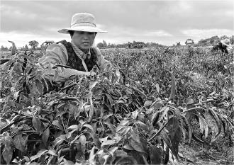 　　9月29日，在西屯镇千亩朝天椒基地，村民忙着采收辣椒。 　　今年以来，灵台县西屯镇争取高标准农田建设项目，种植朝天椒1082亩，采用订单生产的模式进行销售，壮大了6个村的村集体经济，每村增收16.2万元。 　　 　　本报记者 王富强 摄