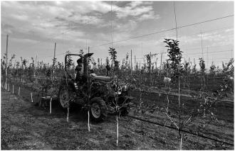 　　眼下，在泾川县丰台镇南堡子村高标准矮化密植设施园里，果农们加强秋季果园管理。
　　近年来，泾川县以优质苹果产业链链长制为抓手，持续推进“护园强果”行动，着力构建果畜互支互促循环产业发展模式，建成高标准矮化密植园区。同时，组织果农外出参观学习，加强技术培训，充分调动广大群众务果积极性，持续夯实果品产业发展基础。
　　
　　本报记者
　　 吕金龙 摄