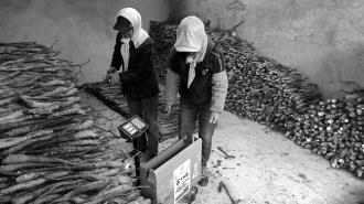 　　日前，花所镇群众装箱采收的山药。
　　近年来，崆峒区花所镇立足“养生药、优质菜”发展定位，以国家薯类作物研究中心和甘肃省农科院薯类试验基地为支撑，逐年优化改良本土山药品种，把“道地良种”山药镶嵌到乡村旅游产业开发的全过程，打造集特色窑洞、房车露营、露营烧烤、农产品展销为一体的寺沟“省级文旅振兴乡村样板村”，推出“药膳同食”食谱，塑造了农旅康养产业雏形，带动乡村旅游年创收60万元以上。
　　
　　 刘文涛 摄
