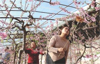 　　2月3日，静宁县城川镇靳寺村的日光温室大棚内，果农抢抓农时为桃树授粉，一派人勤春来早的农忙景象。
　　      本报记者 王毅 摄