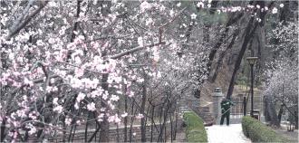 　　3月31日，在柳湖公园小路上拍摄的桃花开满枝头。
　　近日，随着天气逐渐转暖，我市桃花开始绽放，悄然传递着春天的讯息。
　　
　　本报记者
　　杨昕 摄