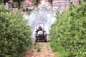 　　6月6日，在静宁县威戎镇杨湾村，果农正在给果树喷施叶面肥。
　　苹果是静宁群众致富增收的主导产业之一，当前正值苹果病虫害防治关键时期，连日来，静宁县果农抢抓苹果生长有利时期，进行喷洒叶面肥、杀虫剂等，为苹果丰产丰收做好基础。     本报记者 王毅 摄