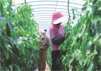 　　7月30日，菜农在泾川县玉都镇下坳村设施蔬菜园区采摘辣椒。今年以来，玉都镇加快推进蔬菜产业发展，全镇建成设施蔬菜示范园区2处，年种植蔬菜4000亩。其中，下坳村设施蔬菜园区占地1100亩，总投资3631万元，分三期建成，园区蔬菜年产量预计达3900吨以上，蔬菜产值预计达1200万元以上。
　　                               本报记者 朱双双 摄