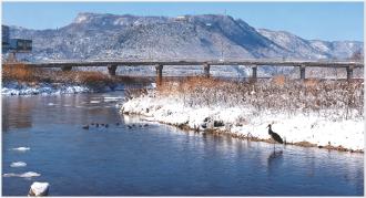 　　日前，国家一级保护动物黑鹳在泾川县泾河岸畔栖息。
　　除黑鹳外，白鹭、苍鹭、鸳鸯等水鸟亦在此安家。近年来，泾川县通过国土绿化与水土流失治理，全县林草覆盖率提升至51.64%，水土保持率达82.18%，为野生动物提供了良好栖息环境。  本报记者 杨树 摄