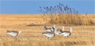 　　这是4月13日在黑龙江省林甸县一处草原拍摄的国家一级保护动物大鸨。
　　近日，国家一级保护动物大鸨现身黑龙江省林甸县的草原。大鸨是鹤形目鸨科大型地栖鸟类，主要栖息于开阔的平原、干旱草原、稀树草原和半荒漠地区，被列入《世界自然保护联盟濒危物种红色名录》和《中国濒危动物红皮书》。
　　
　　新华社发
　　（王勇刚 摄）