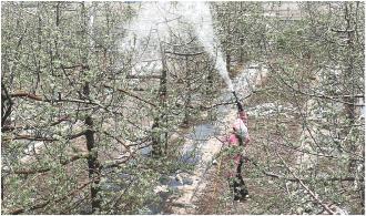 　　眼下，正是果园管理的关键时期，庄浪县朱店镇吴沟村的果农抢抓农时为果树喷洒农药。
　　
　　本报记者
　　李颖琳
　　方淑荣 摄
