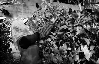 　　12月22日，崇信县汭河川区现代循环农业示范园的大棚内，菜农正在给西红柿打叉掐尖。
　　崇信县创新推行“党建引领、联村共建”产业发展模式，由周寨村牵头，联合宰相、赤城、戚家川等村构建设施蔬菜产业链，有效整合357座钢架大棚、22座日光温室，实现资源共享、优势互补，既鼓了农民“钱袋子”，也为冬季“菜篮子”稳定供应筑牢保障。  
　　
　　本报记者 于金玉 摄