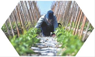 　　1月8日，农民在海南省澄迈县瑞溪镇罗浮洋蔬菜种植基地管护豇豆苗。
　　近日，海南进入冬季瓜菜种植和采收的旺季，田间地头都是农民劳作的身影。据了解，2025至2026年度，海南冬季瓜菜计划种植面积290万亩，预计产量500万吨，将供应全国170多个大中城市。 新华社记者 郭程 摄
