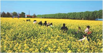 　　近日，灵台县上良镇荣旺村200亩油菜花竞相绽放，吸引众多游客前来踏青赏花，成为春日里一道靓丽风景线。
　　近年来，该镇依托特色农业资源，以油菜花产业为抓手推动农旅深度融合，既扮靓了乡村环境，也带动了乡村旅游发展，为乡村振兴注入活力。
　　
　　本报记者 贾芳 摄