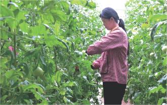 　　8月4日，崇信县汭腾农业投资发展集团有限责任公司的设施蔬菜大棚内，工作人员正在采摘西红柿。
　　崇信县聚焦特色果蔬产业发展，深耕“崇甄辣椒”“崇信甜瓜”等特色品牌，引导农户统一标准育苗、规范化种植，有效提升农产品的市场辨识度和竞争力，实现持续稳定增收。
 本报记者
 张文霞 摄